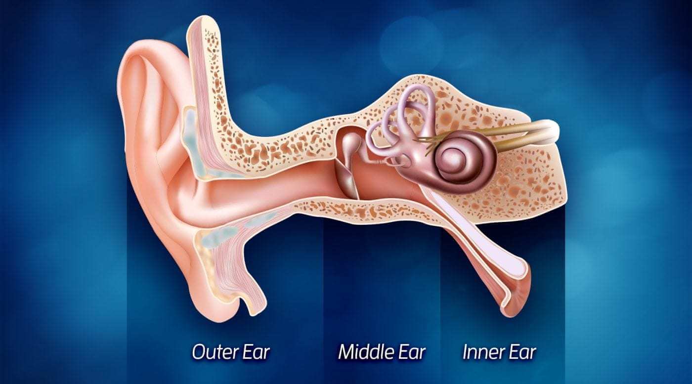 anatomy of the ear