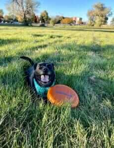 Bandit and his frisbee!