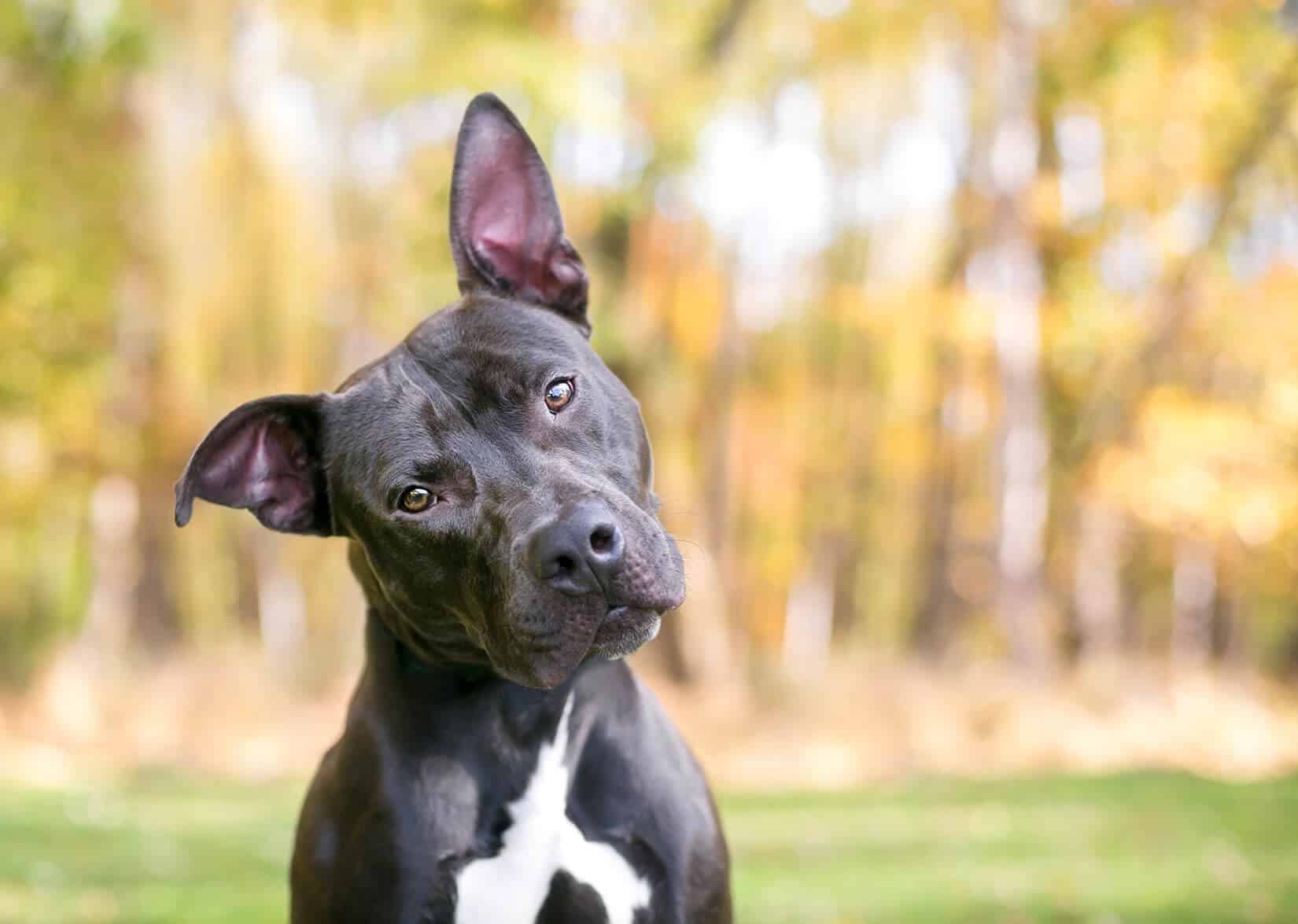 hearing tests for dogs